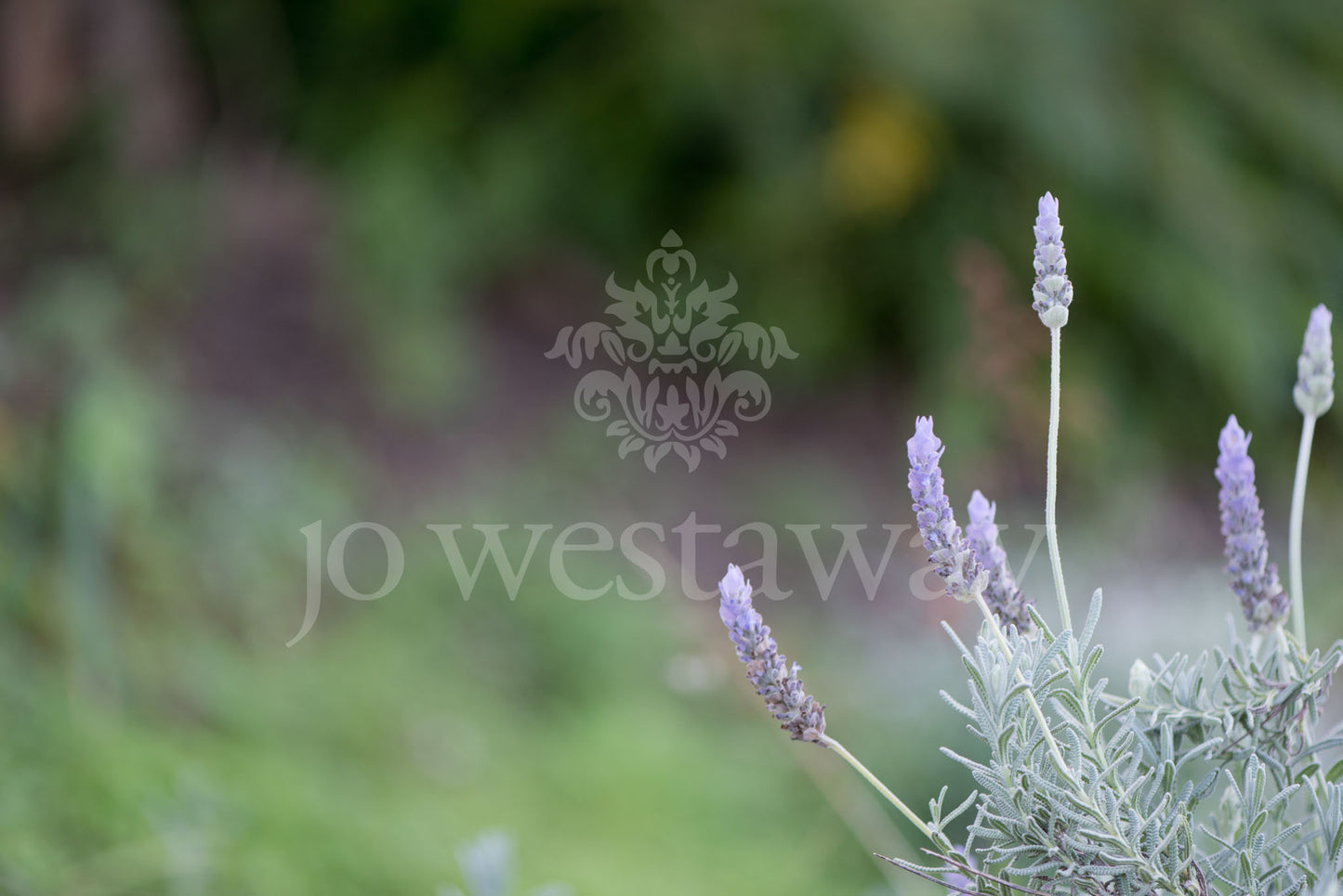 Jo Westaway stock: 190525-155